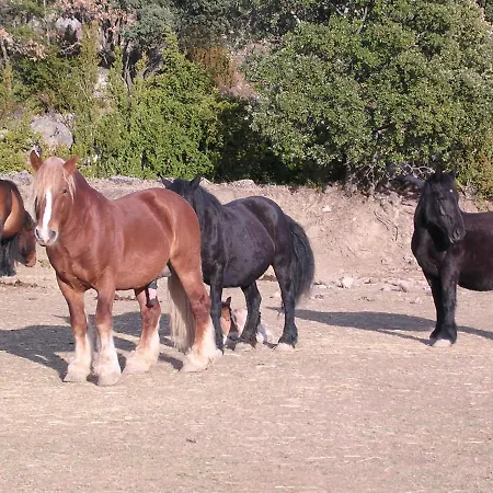 Massia Gasset